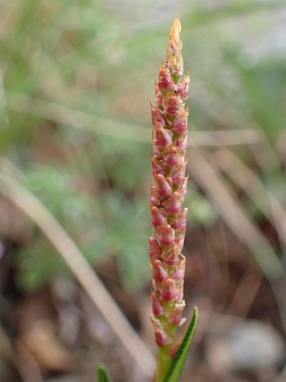 Persicaria vivipara fruit