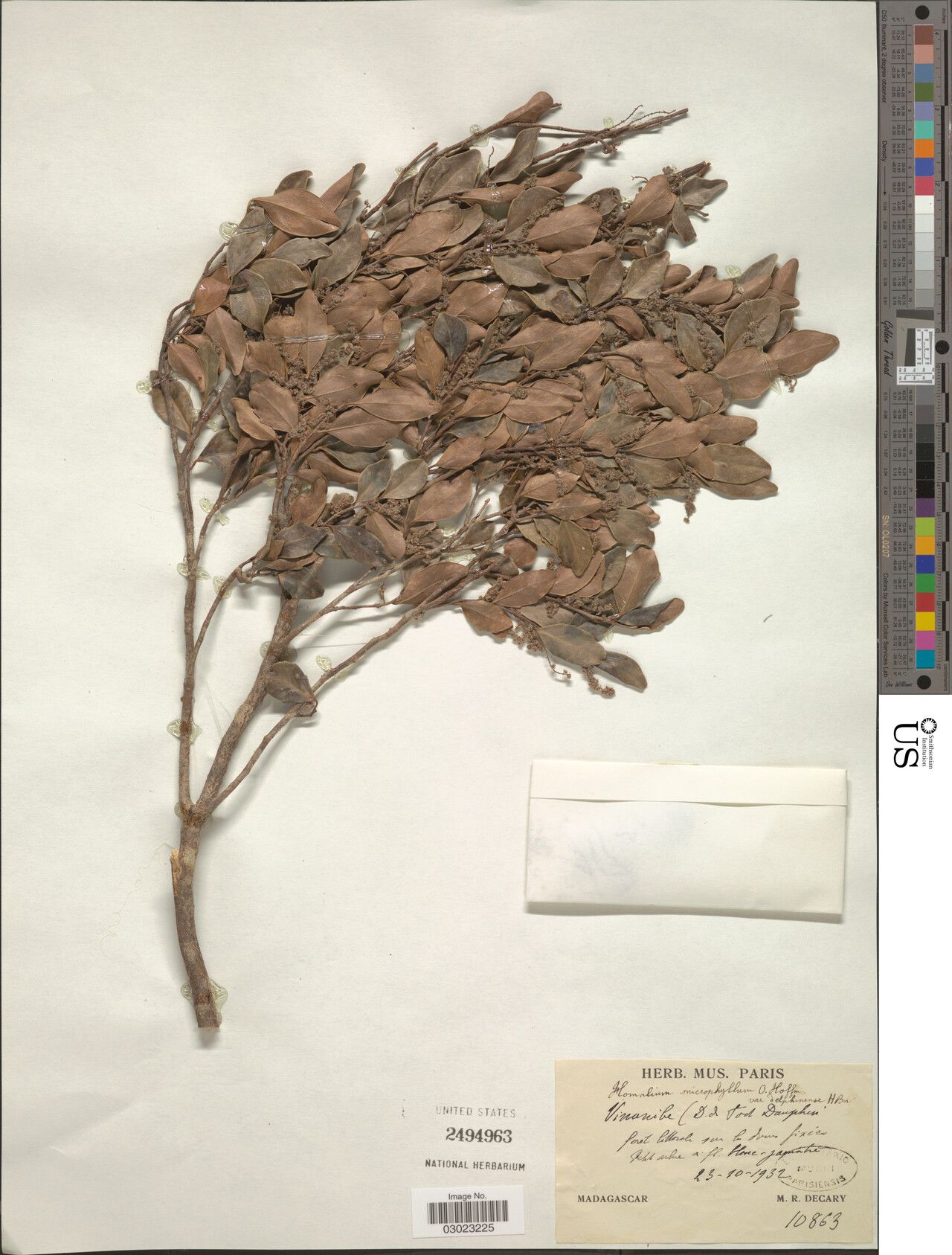 Homalium microphyllum — houseplant care guide