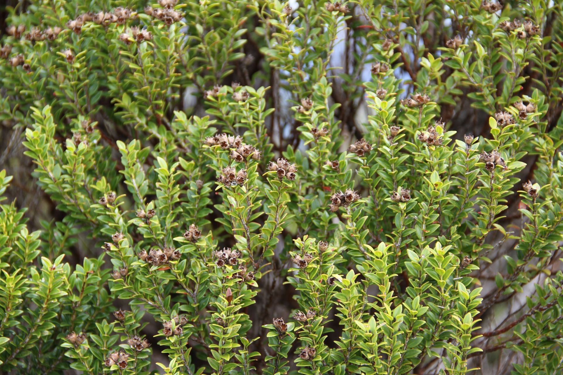 Metrosideros microphylla habit