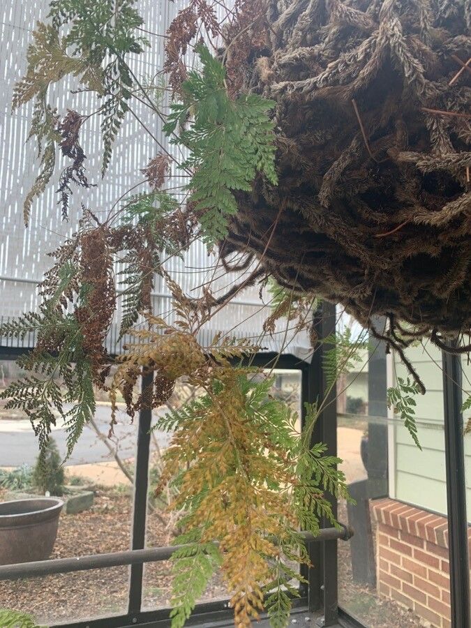 Davallia fejeensis leaf