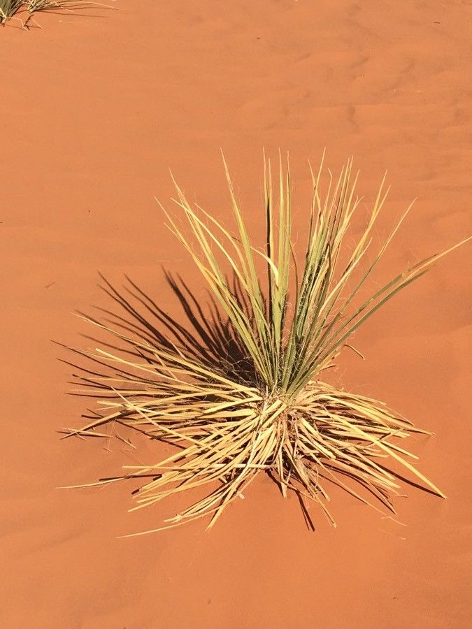 Yucca angustissima