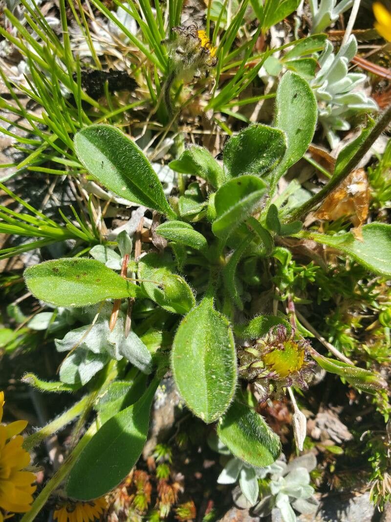 Erigeron aureus — search result for 'Erigeron'