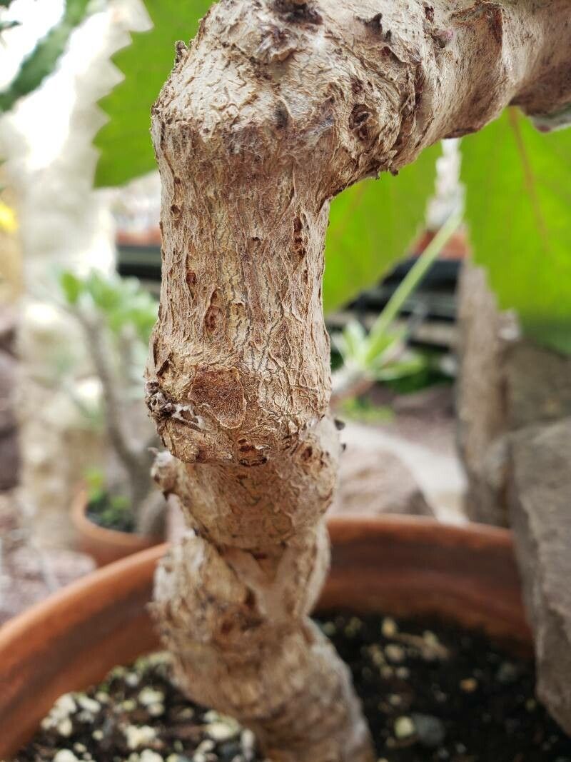 Cyphostemma woodii bark