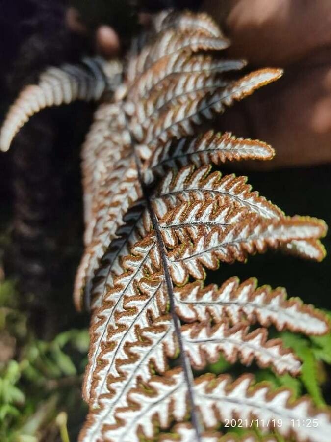 Cheilanthes farinosa fruit