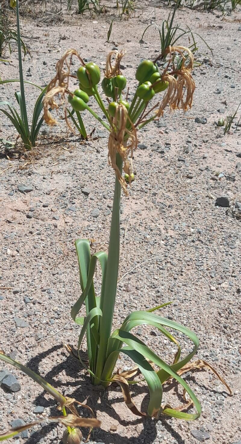 Hieronymiella aurea habit