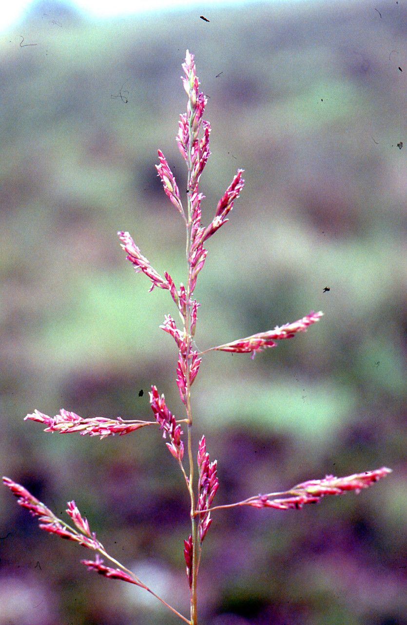 Puccinellia maritima flower