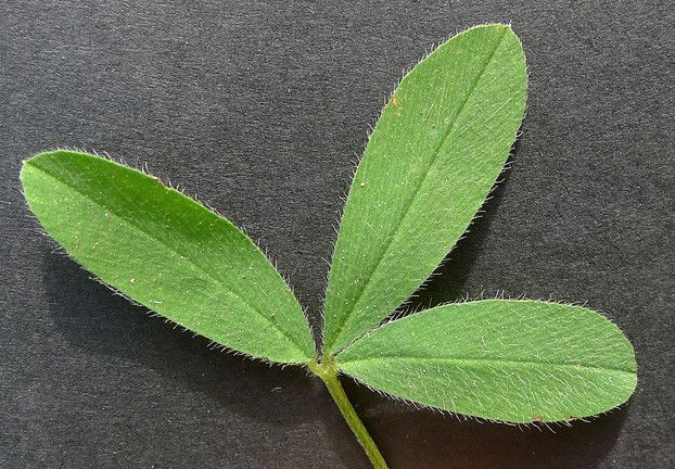 Trifolium squamosum leaf