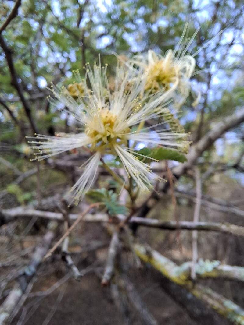 Albizia forbesii flower