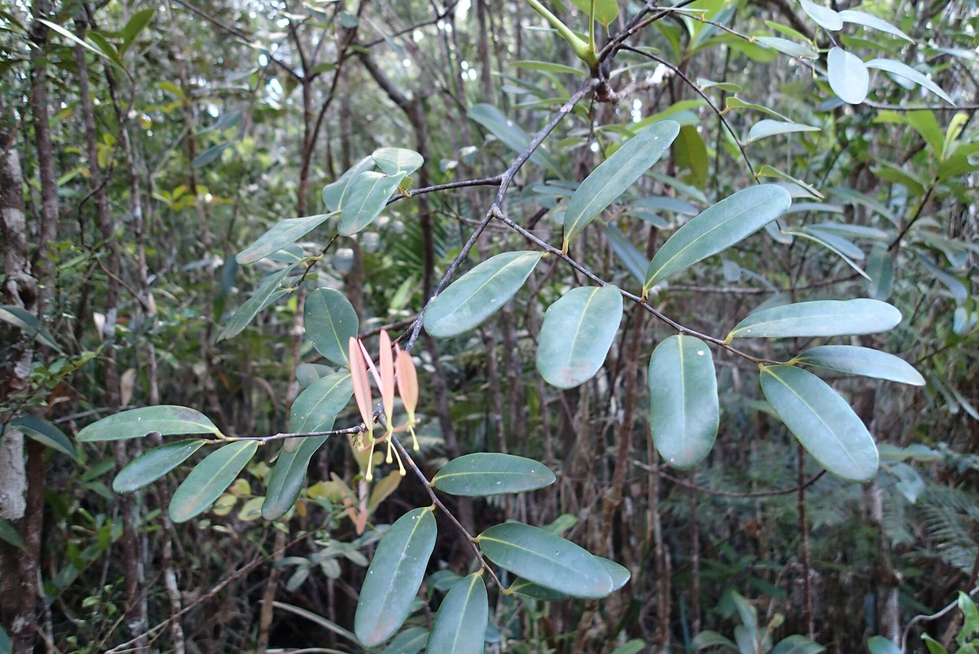 Phyllanthus castus leaf