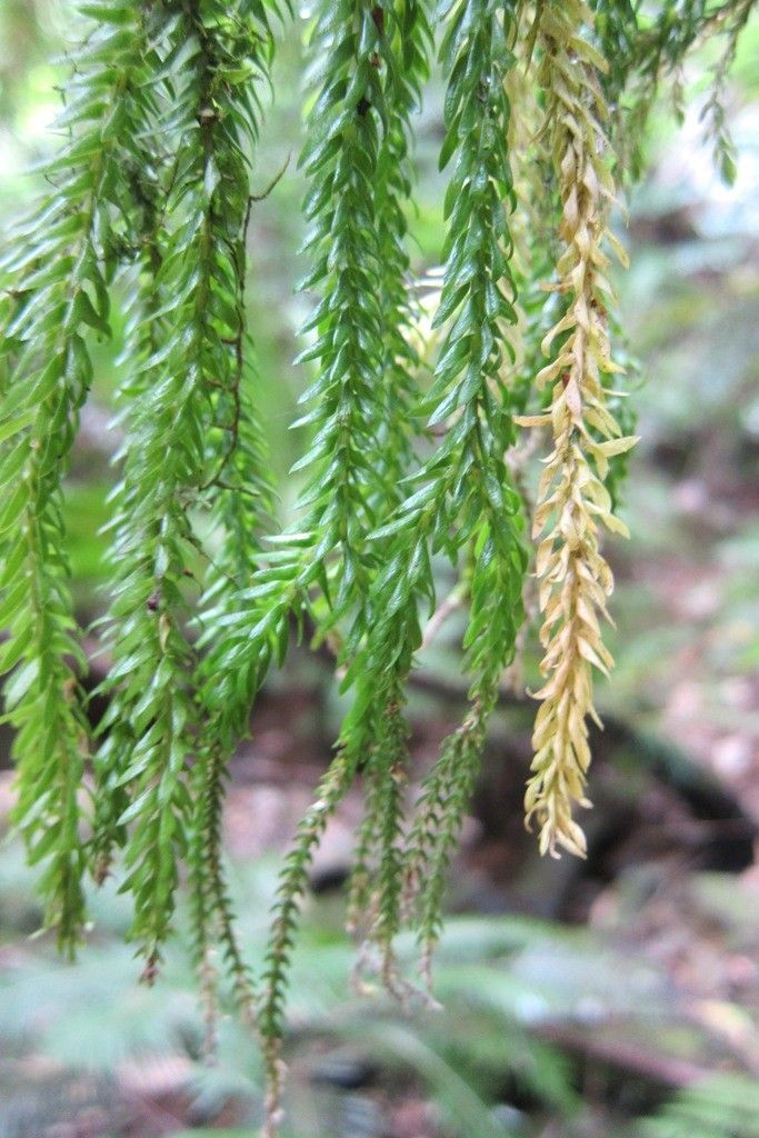 Phlegmariurus balansae — related species from the same genus