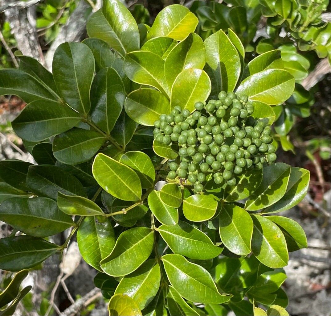 Zanthoxylum spinosum fruit