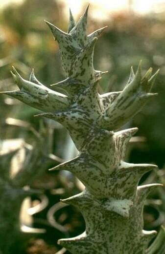 Orbea maculata — search result for 'Orbea'