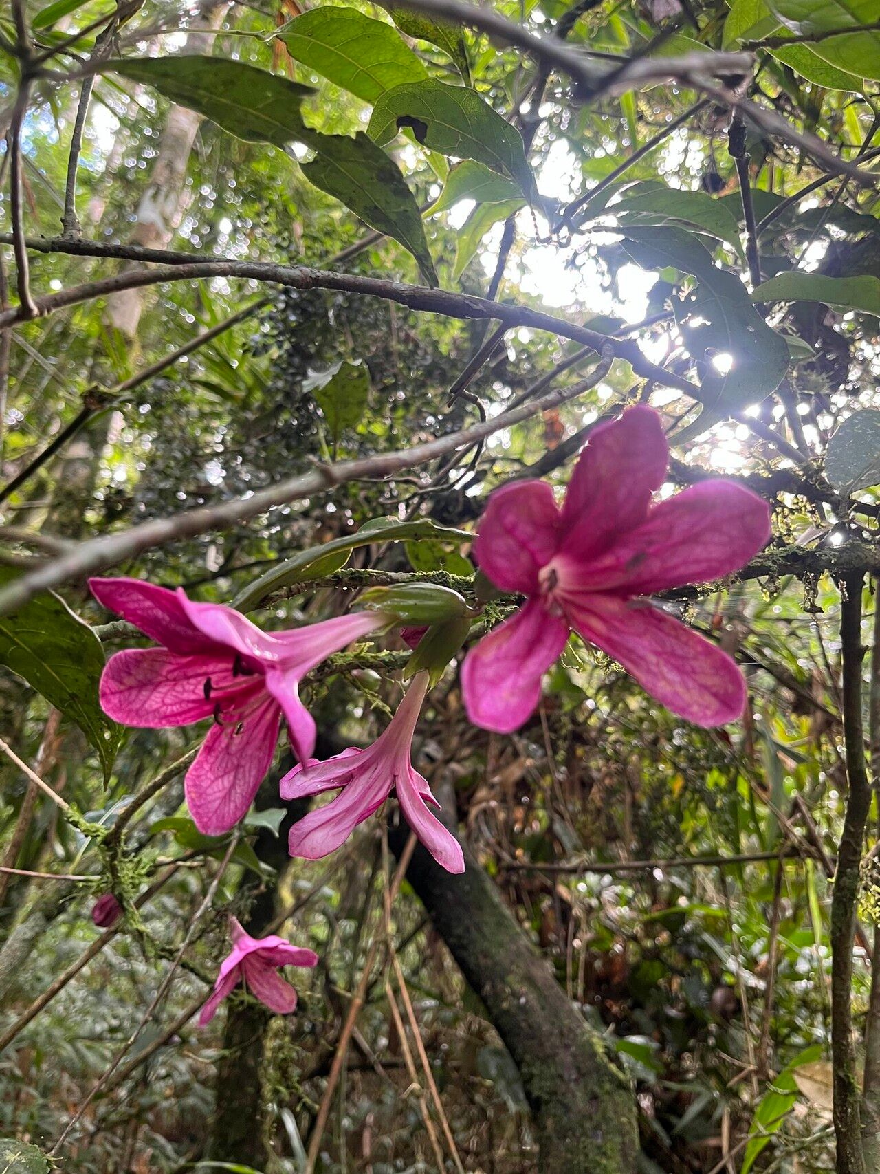Clerodendrum chartaceum — houseplant care guide