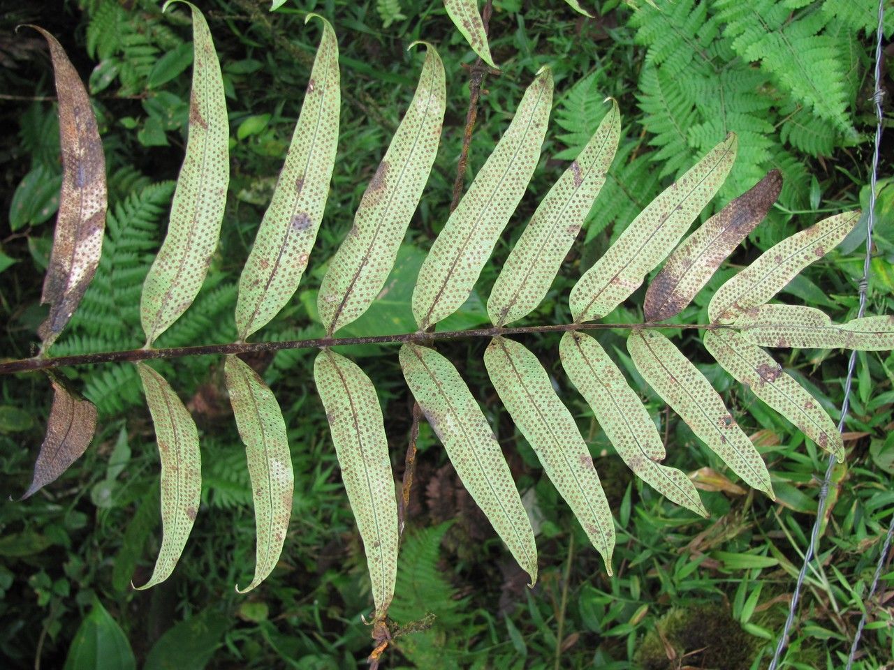 Serpocaulon fraxinifolium — search result for 'Polypodiaceae'