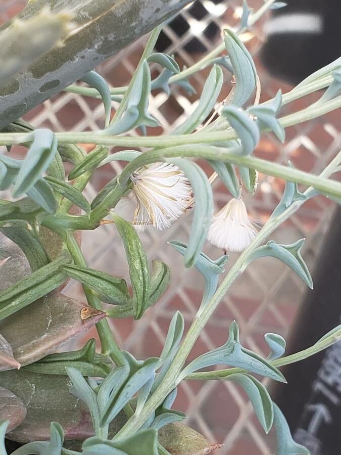 Senecio peregrinus flower