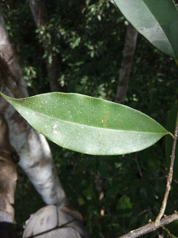 Symphonia globulifera leaf