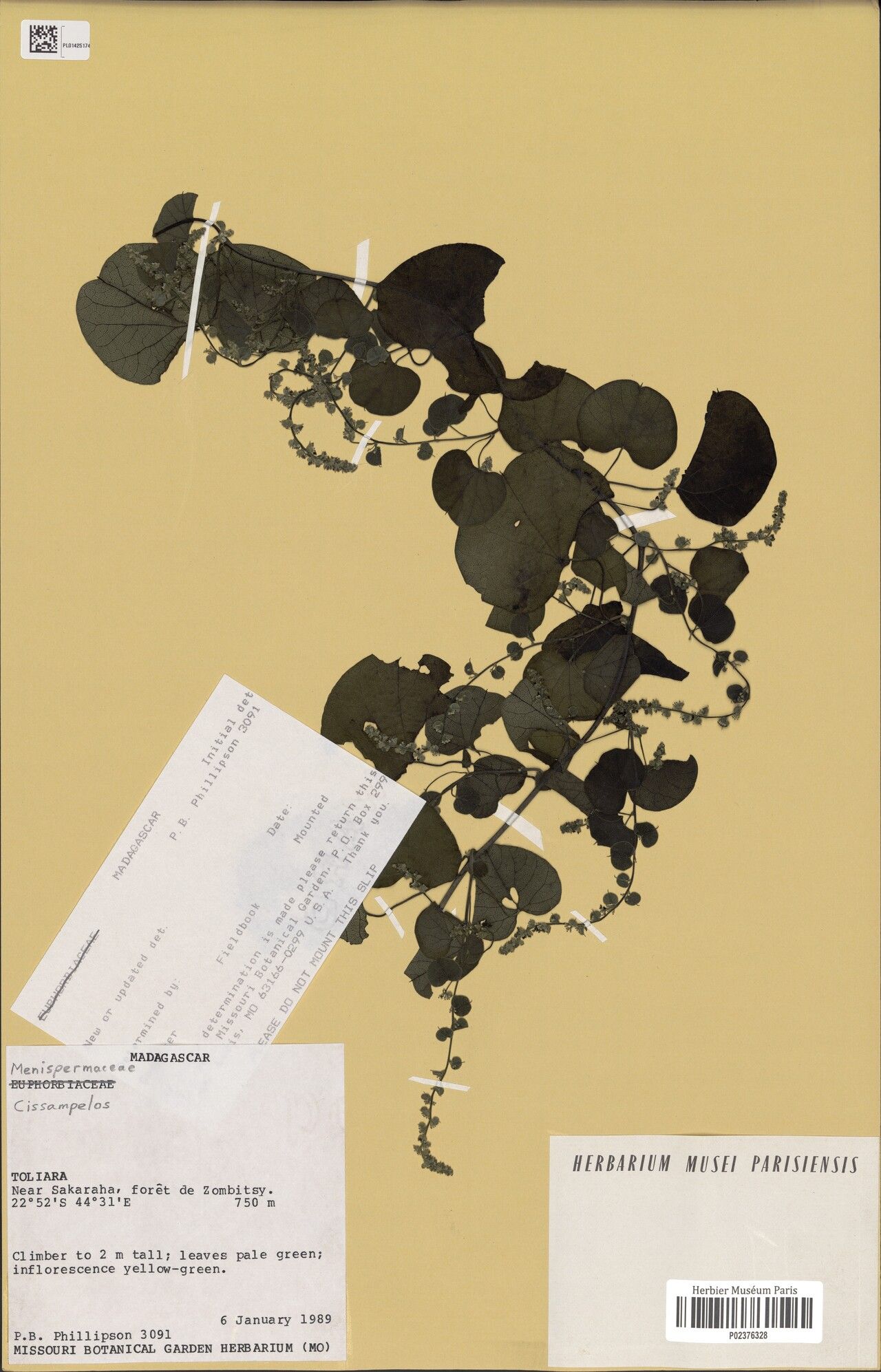 Cissampelos nigrescens — related species from the same genus