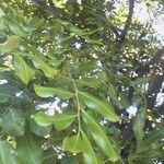 Cupaniopsis anacardioides