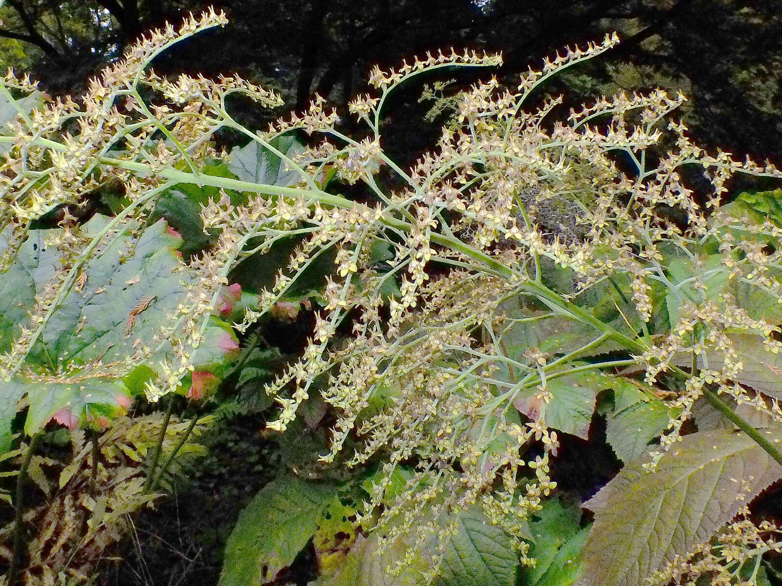 Rodgersia podophylla flower