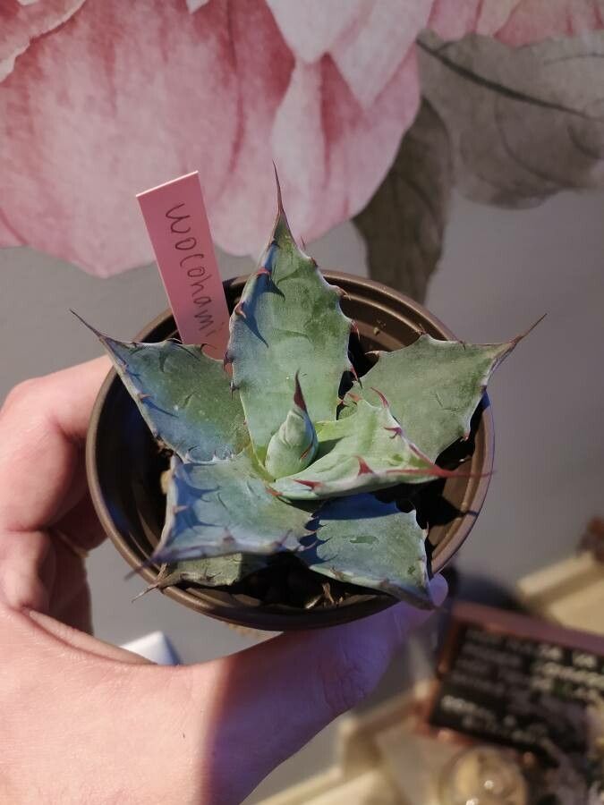 Agave wocomahi — houseplant care guide