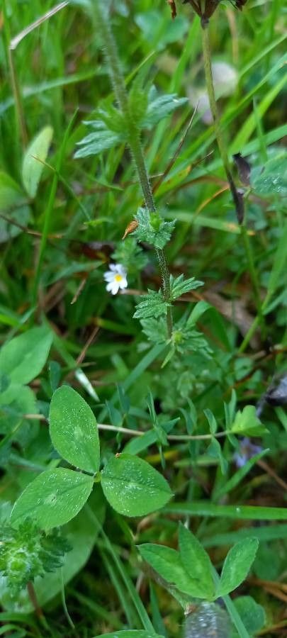 Euphrasia officinalis leaf