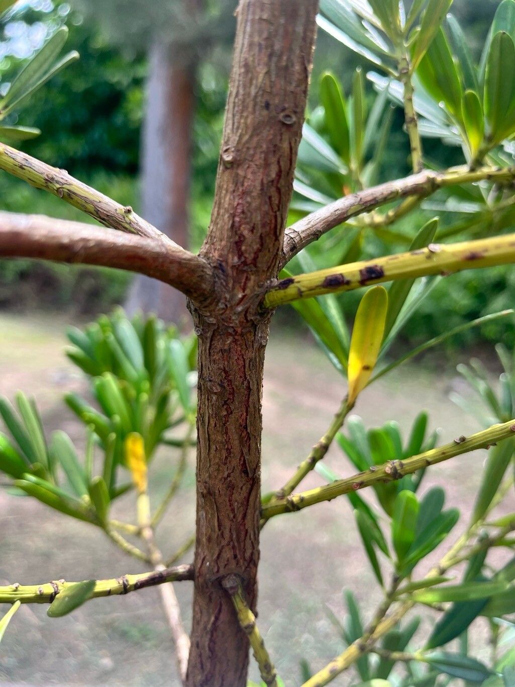 Podocarpus polystachyus bark
