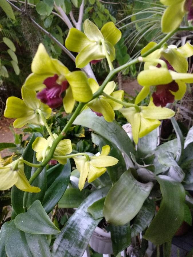 Dendrobium spp. flower