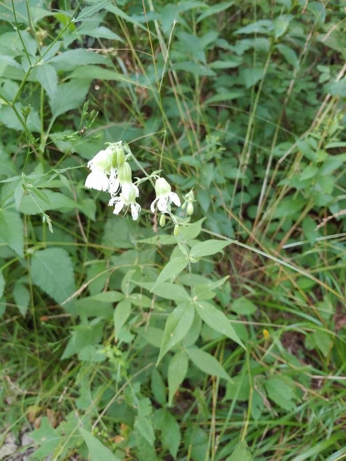 Silene stellata habit