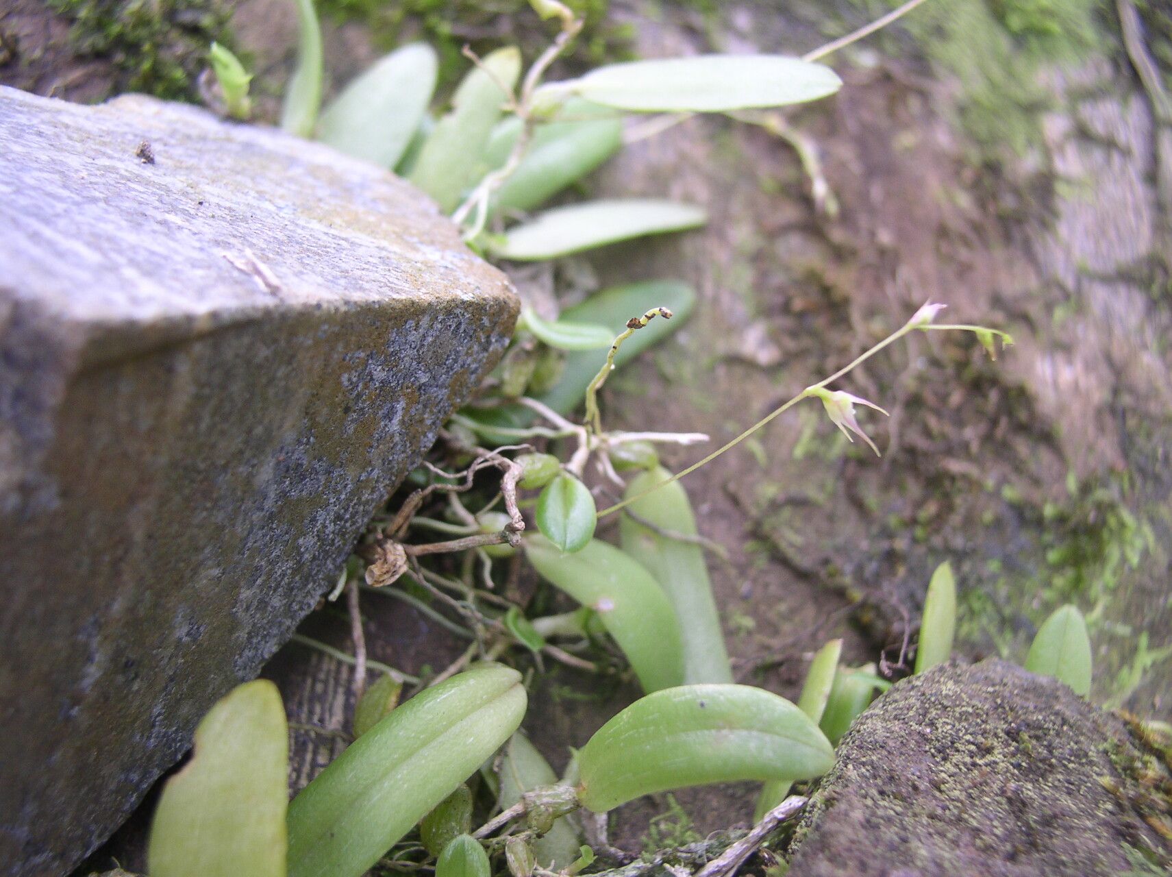 Bulbophyllum intertextum habit