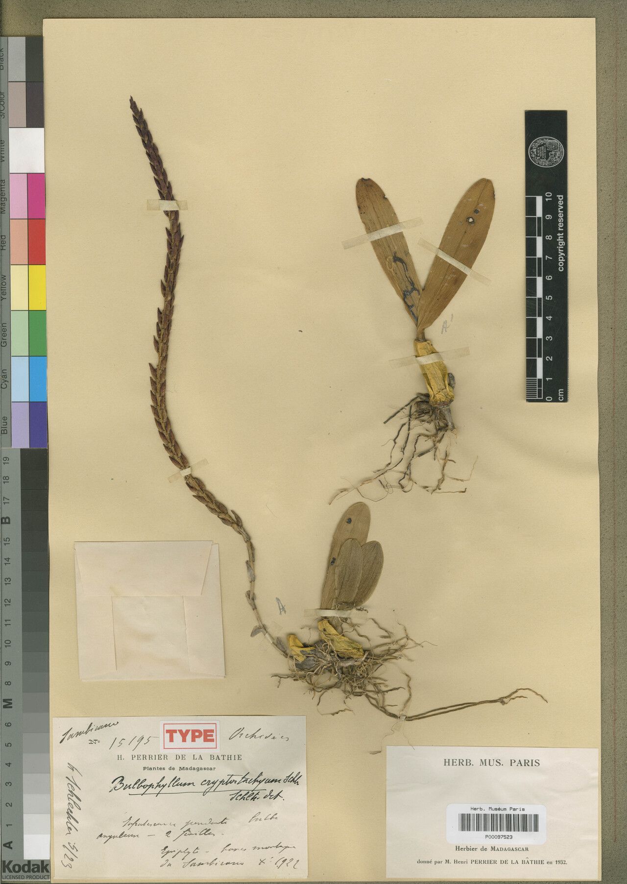 Bulbophyllum cryptostachyum — houseplant care guide