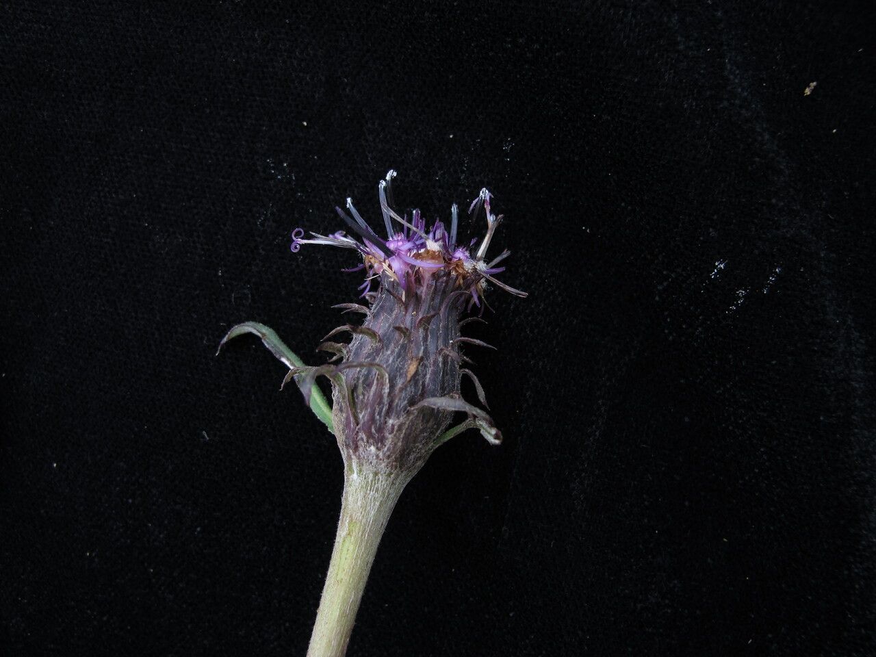 Saussurea nimborum — houseplant care guide