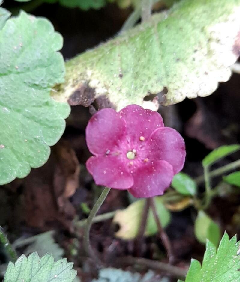 Sibthorpia conspicua flower