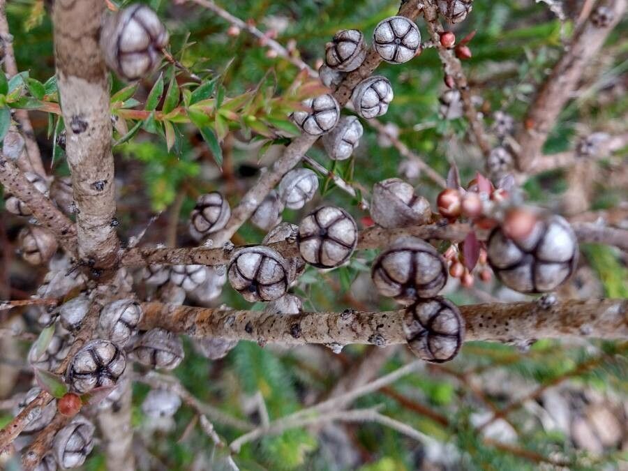 Leptospermum squarrosum fruit