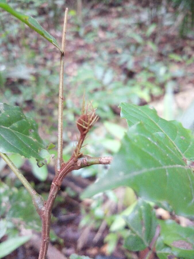 Tachigali melinonii other