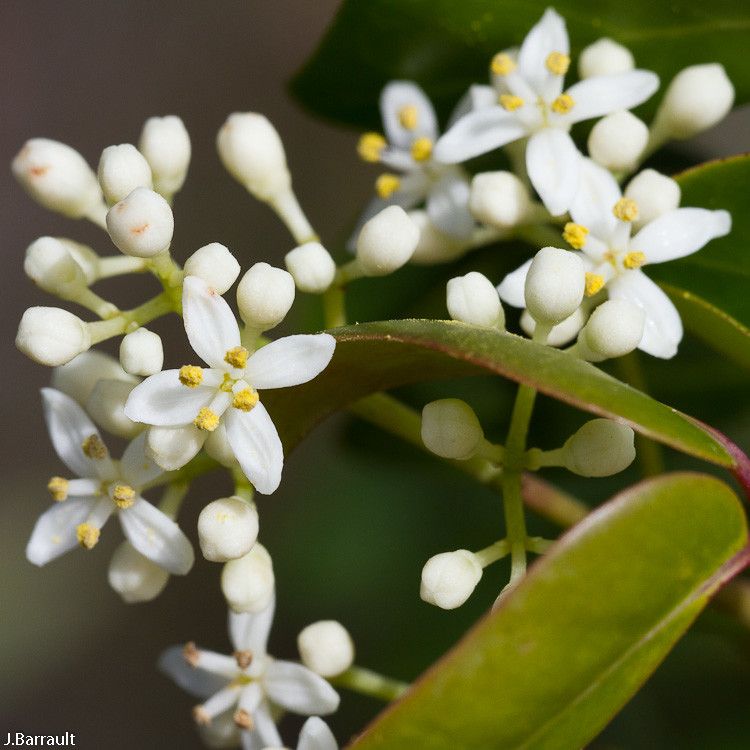 Zanthoxylum pancheri flower