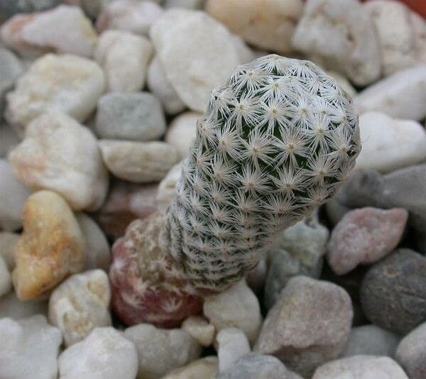 Mammillaria albiflora habit