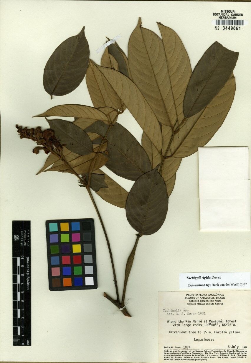 Tachigali rigida — houseplant care guide