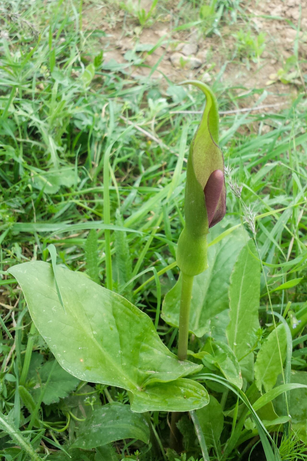 Arum rupicola — houseplant care guide