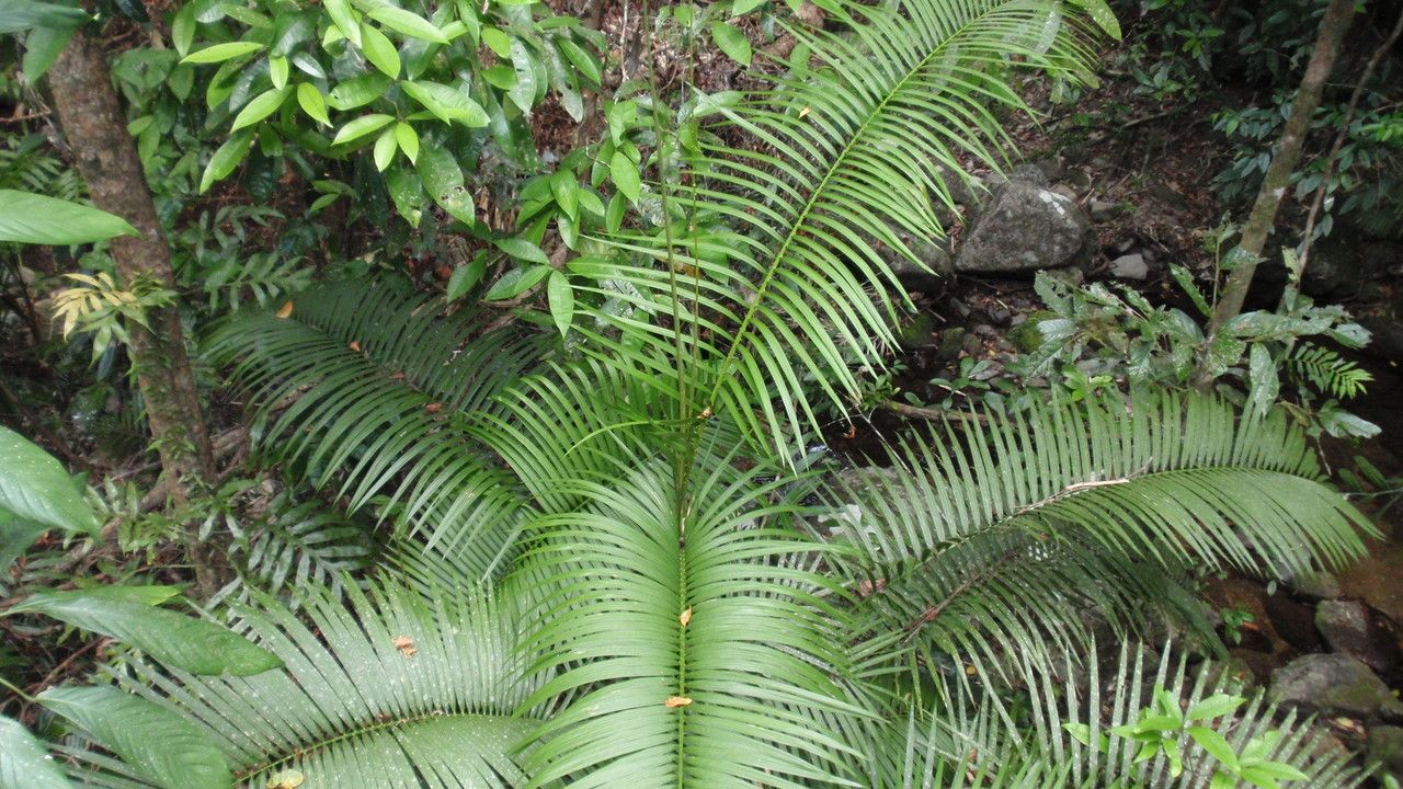 Calamus australis leaf