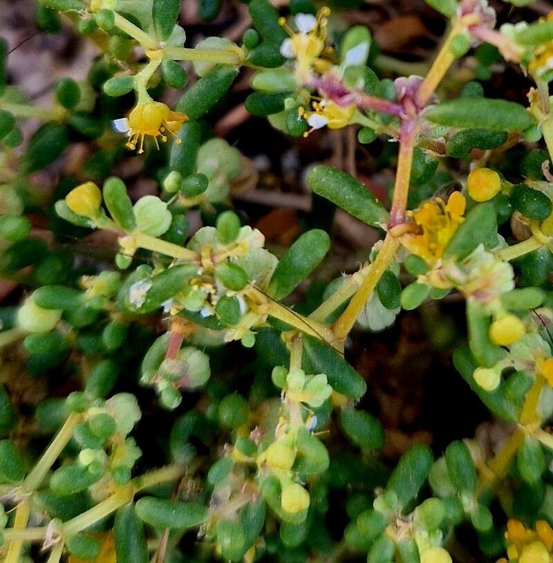 Zygophyllum simplex flower
