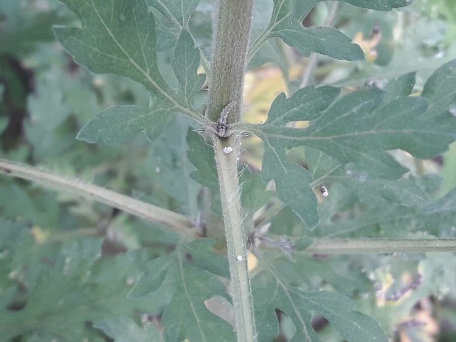 Ambrosia peruviana bark