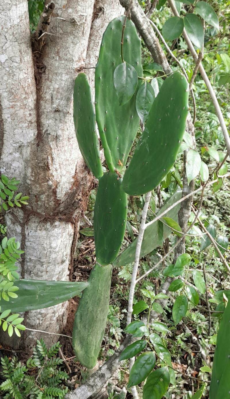 Nopalea cochenillifera — unique fruits houseplant