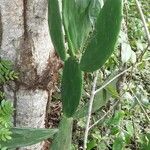 Nopalea cochenillifera