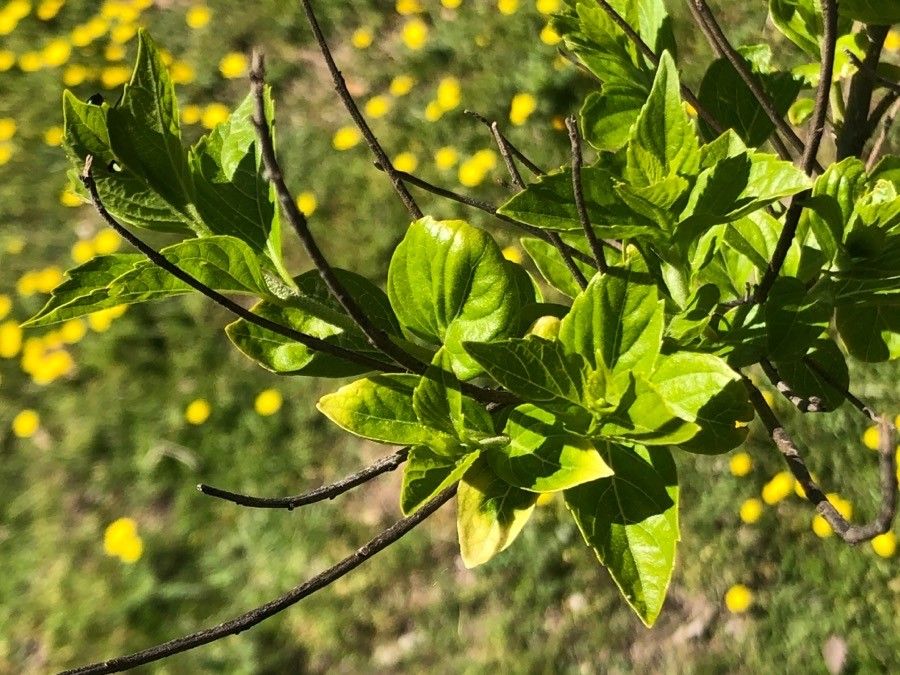 Callicarpa japonica — search result for 'Callicarpa'