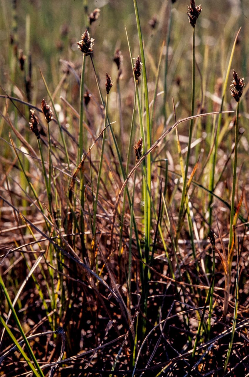 Carex chordorrhiza habit