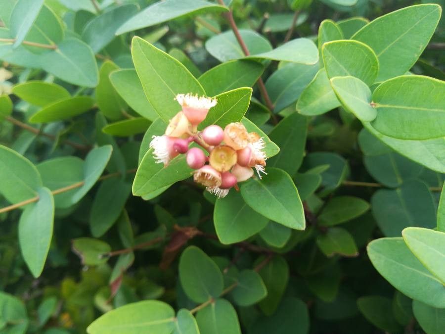 Syzygium baudouinii flower