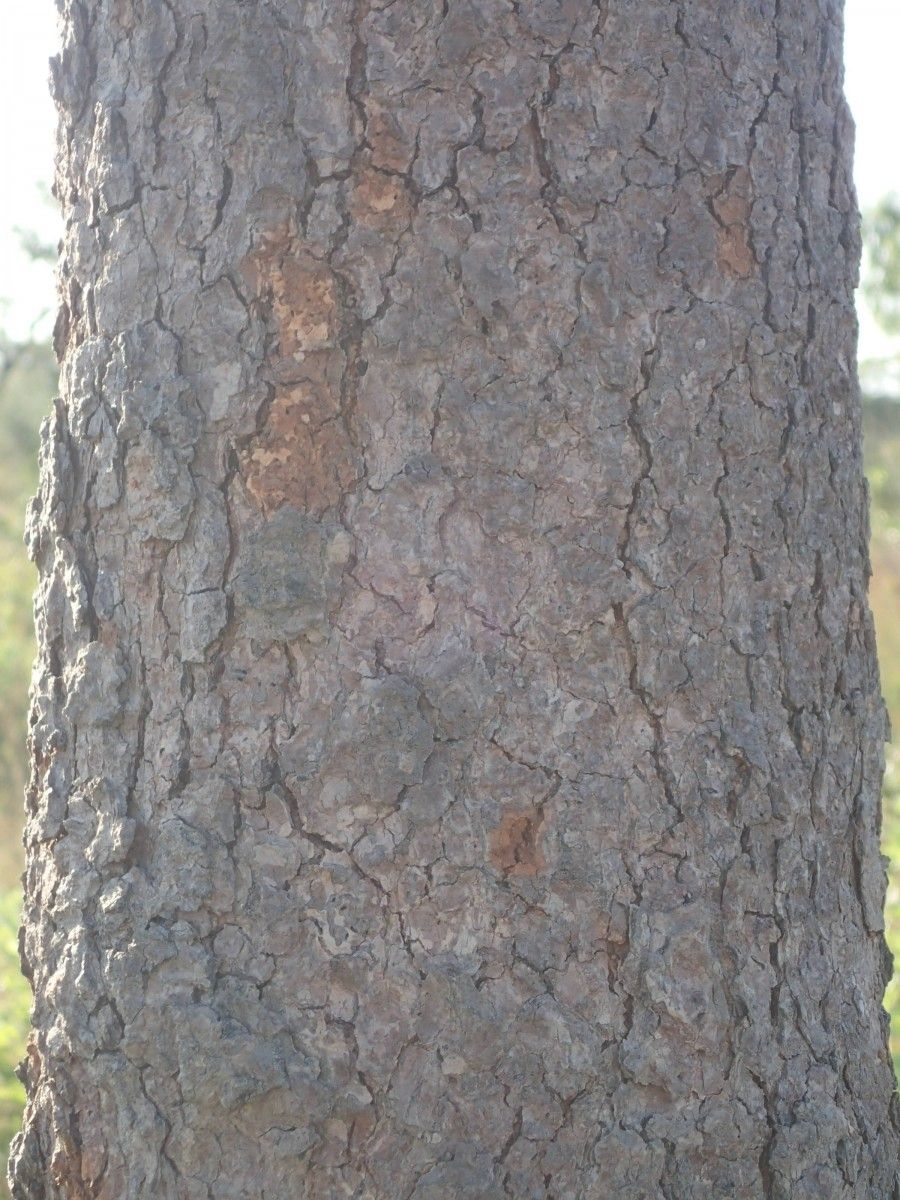 Lophira lanceolata bark