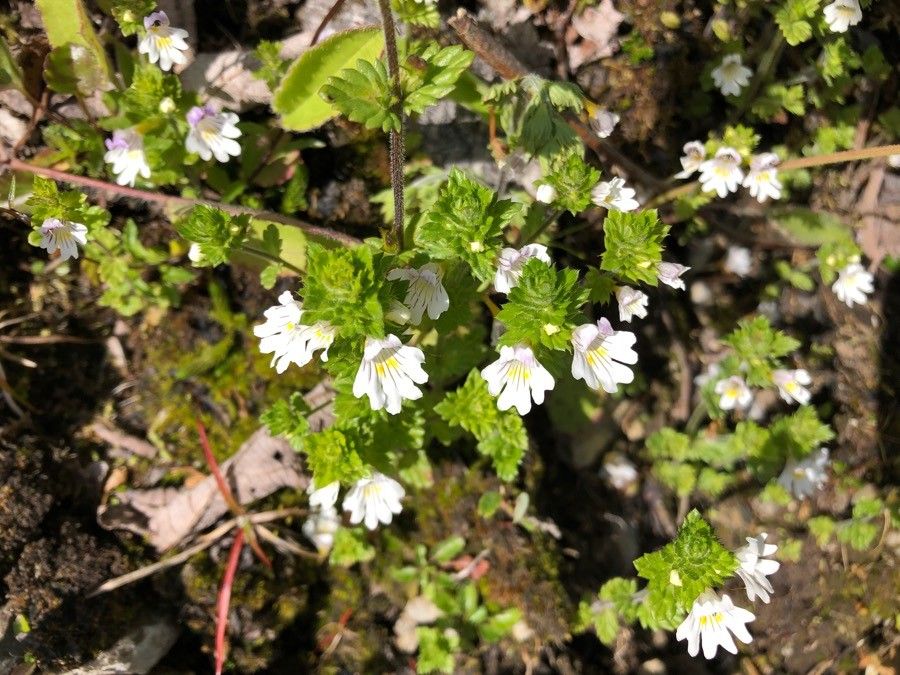 Euphrasia officinalis fruit
