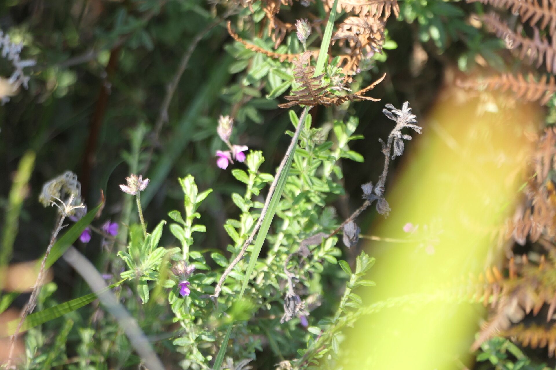 Indigofera filiformis habit