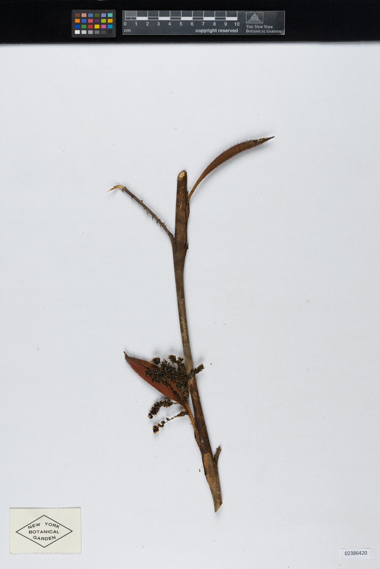 Desmoncus parvulus fruit